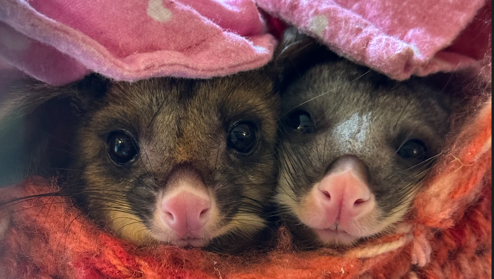 Brush tail possums exhibiting weapons-grade cuteness